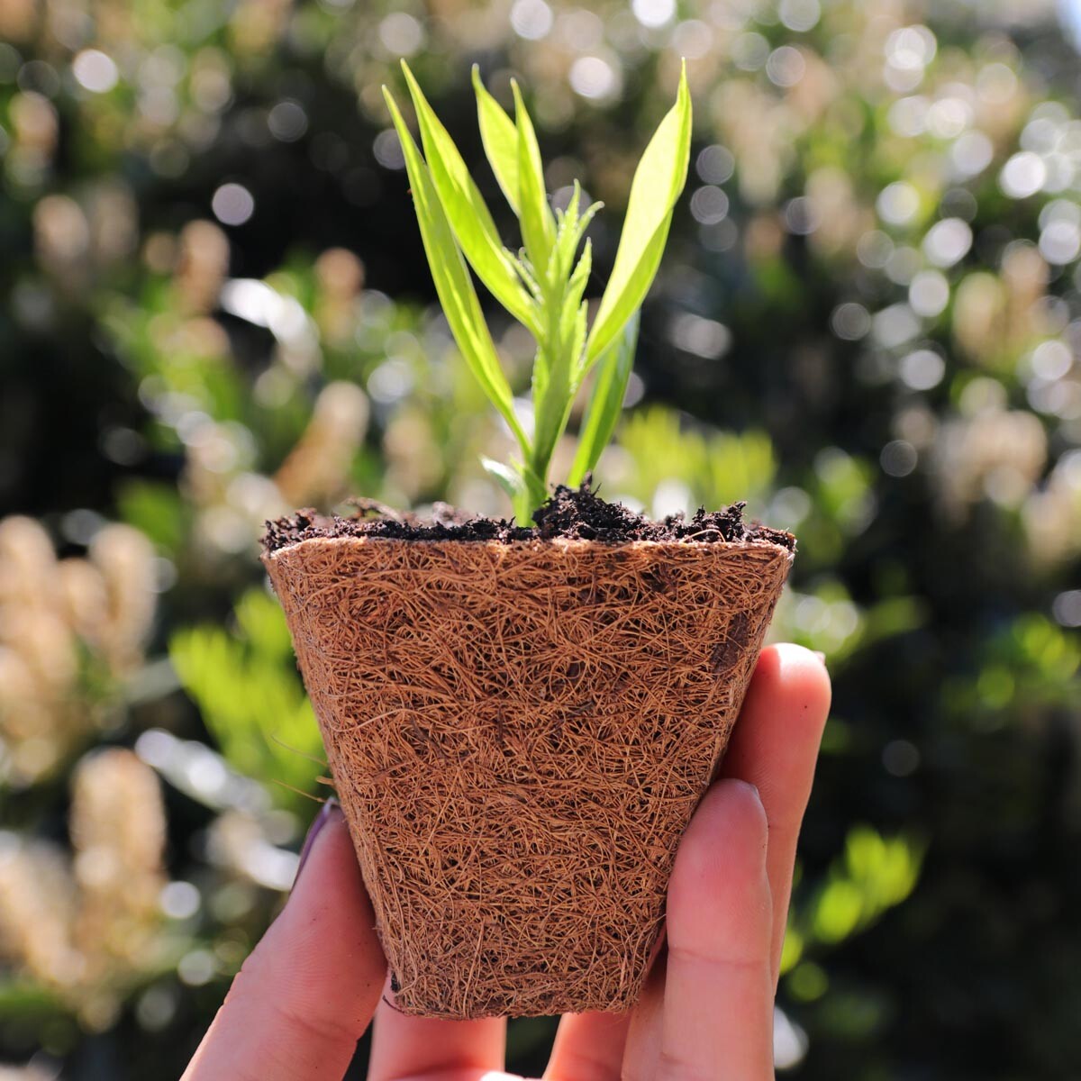 Videx Garden Květináč z kokosového vlákna Ø 6 cm, 6 ks