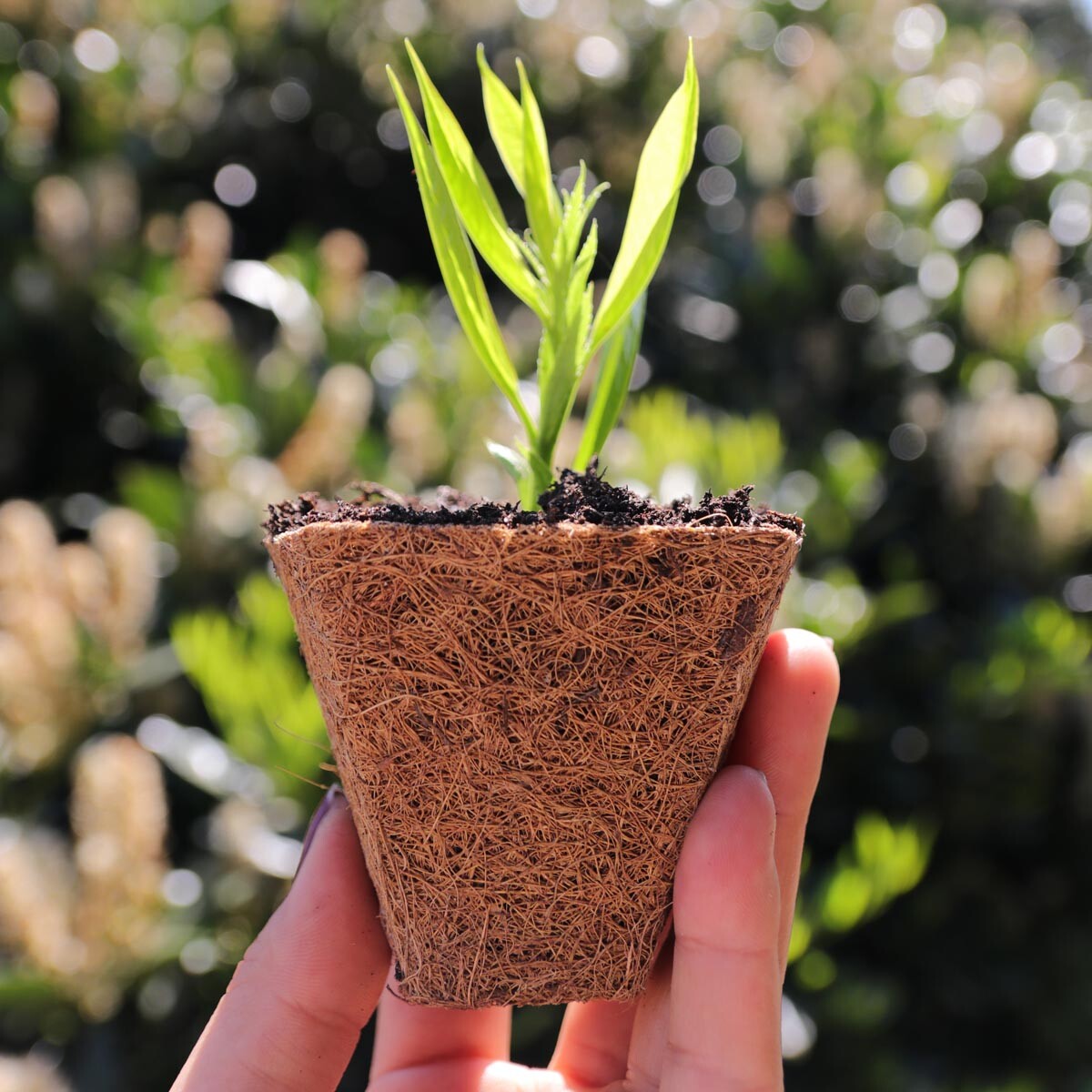 Videx Garden Květináč z kokosového vlákna Ø 8 cm, 4 ks