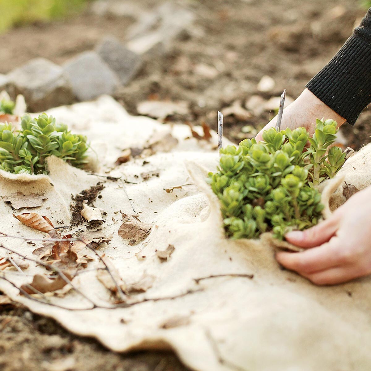 Videx Garden Jutová mulčovací rohož 50 x 150 cm