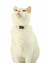 Obojek kočka CHATOUILLE s motýlkem béžová Zolux