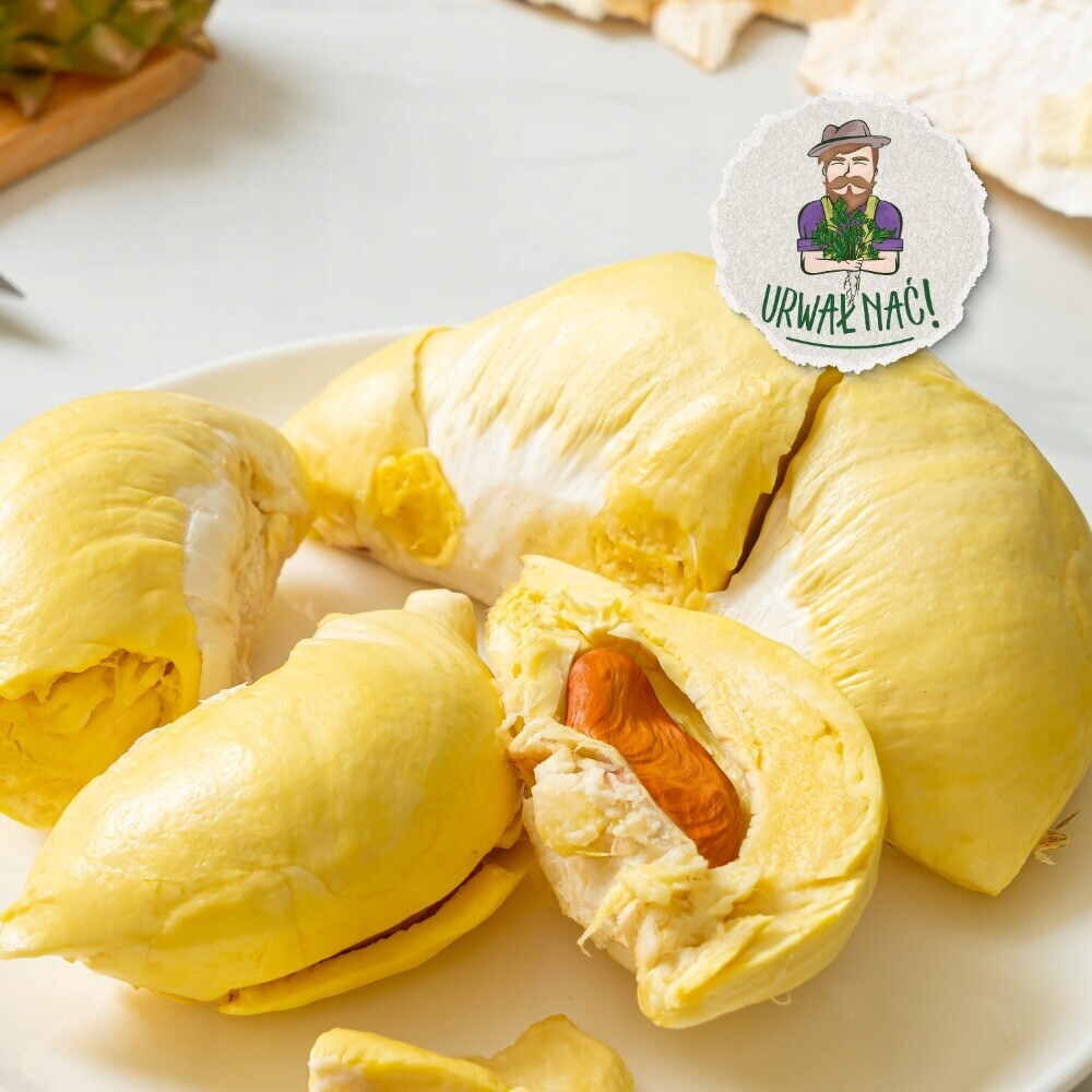 Durian čerstvý 500 g Král Ovoce Asie Nejsmradlavější ovoce na světě