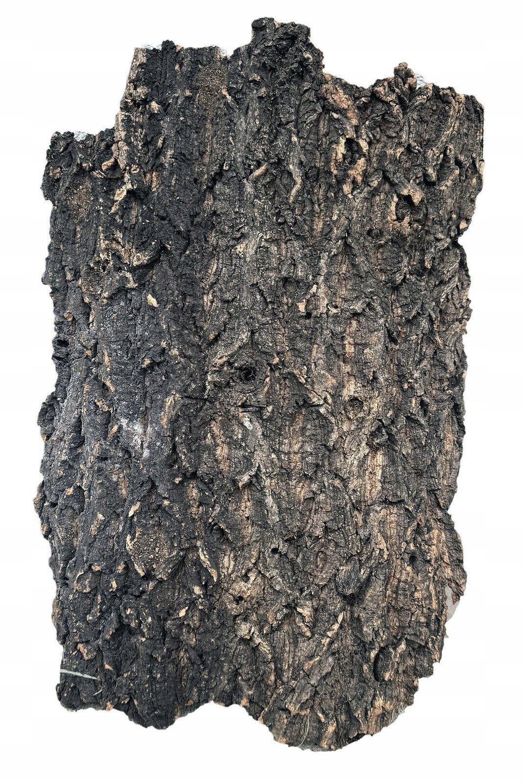 Dekorativní Kůra Cork Bark Do Akvária, Přírodní Ozdoba 40-50 CM