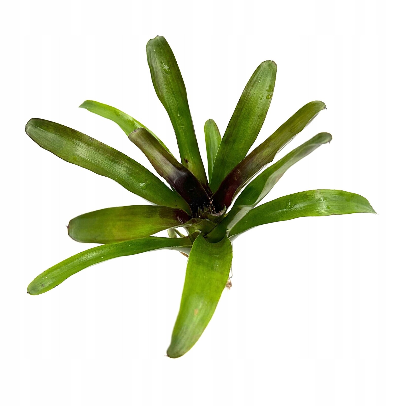 Neoregelia casiopea – Živá rostlina do terária