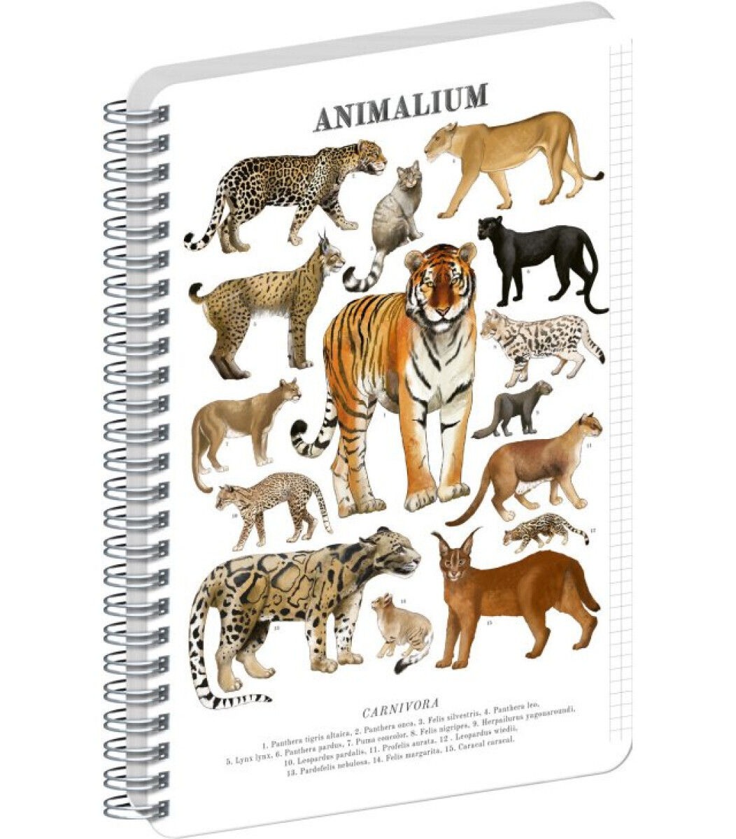 Spirálový blok Animalium – Kočkovité šelmy, čtverečkovaný, A4