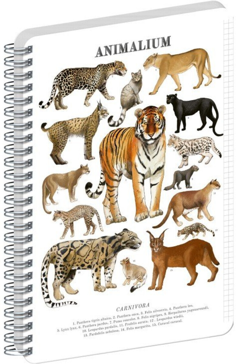 Spirálový blok Animalium – Kočkovité šelmy, čtverečkovaný, A5