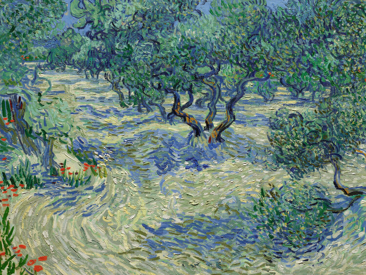 Vincent van Gogh Plakát, Obraz - Olive Orchard, Vincent van Gogh, 40 × 30 cm