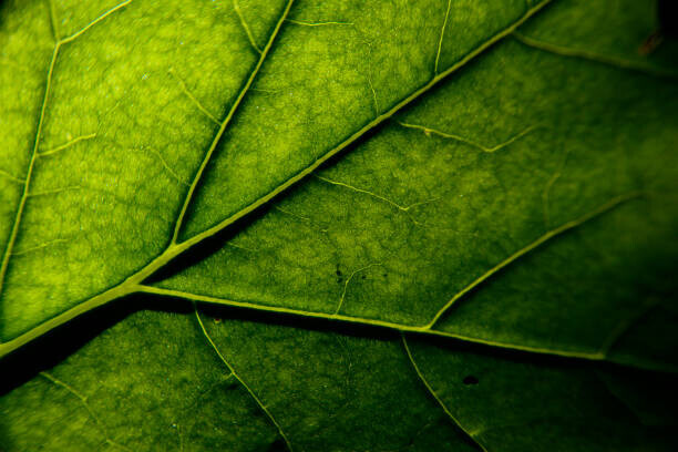 Sergi Escribano Plakát, Obraz - photosynthesis, Sergi Escribano, 40 × 26.7 cm