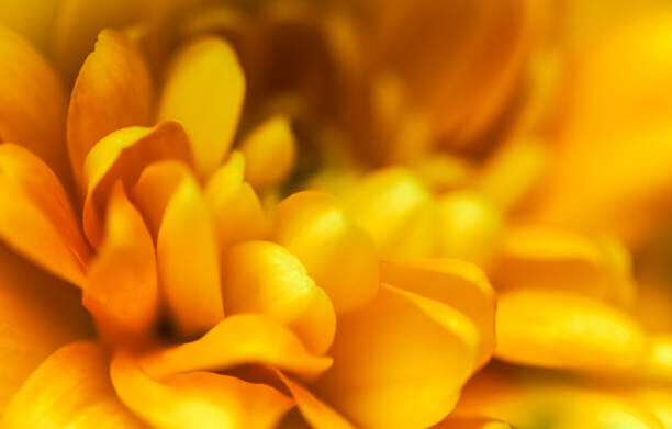 Volha Halkouskaya Plakát, Obraz - Abstract floral background, yellow chrysanthemum flower., Volha Halkouskaya, 40 × 26.7 cm