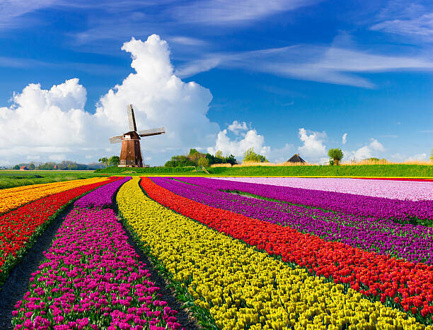JacobH Plakát, Obraz - Tulips and Windmills, JacobH, 40 × 30 cm