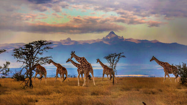 Manoj Shah Plakát, Obraz - Herd of Reticulated giraffes in front, Manoj Shah, 40 × 22.2 cm