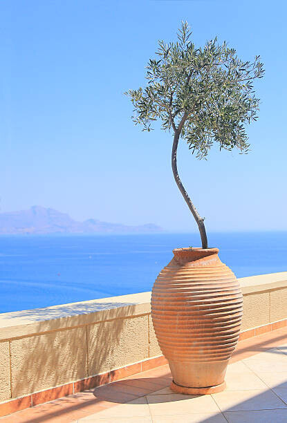 itsabreeze photography Plakát, Obraz - Olive tree growing in a pot, itsabreeze photography, 26.7 × 40 cm