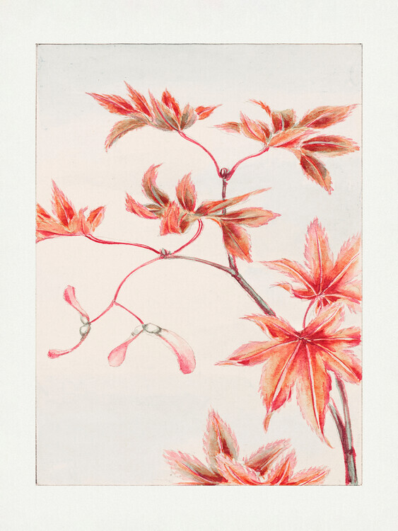 Megata Morikaga Plakát, Obraz - Branch of Momiji Maple Tree With Leaves and Seeds During 1870–1880, Megata Morikaga, 30 × 40 cm