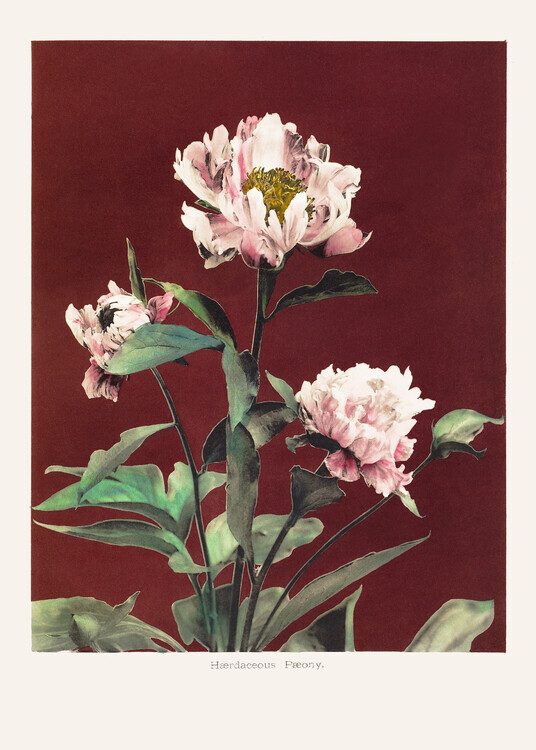 Ogawa Kazumasa Plakát, Obraz - HAbrdaceous Peony no2, Ogawa Kazumasa, 30 × 40 cm