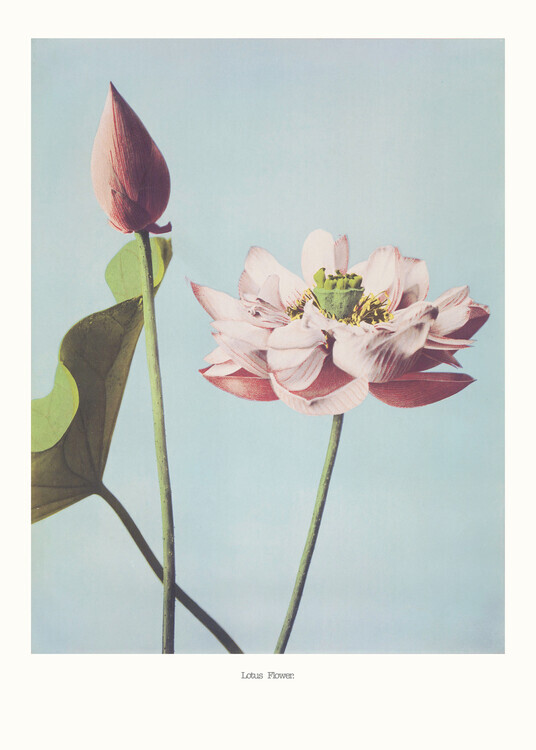Ogawa Kazumasa Plakát, Obraz - Lotus Flowers, Ogawa Kazumasa, 30 × 40 cm