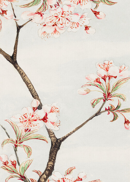 Megata Morikaga Plakát, Obraz - Sakura Cherry During 1870-1880, Megata Morikaga, 30 × 40 cm