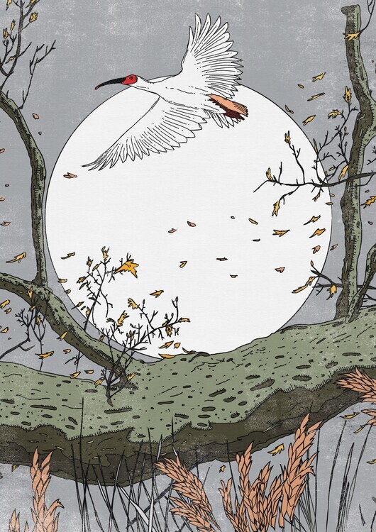 Nicholas Plakát, Obraz - Moonlit Ibis Flight, Nicholas, 30 × 40 cm