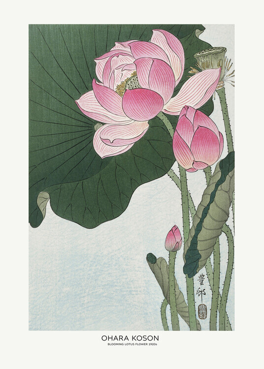 Ohara Koson Plakát, Obraz - Blooming Lotus Flowers, Ohara Koson, 30 × 40 cm