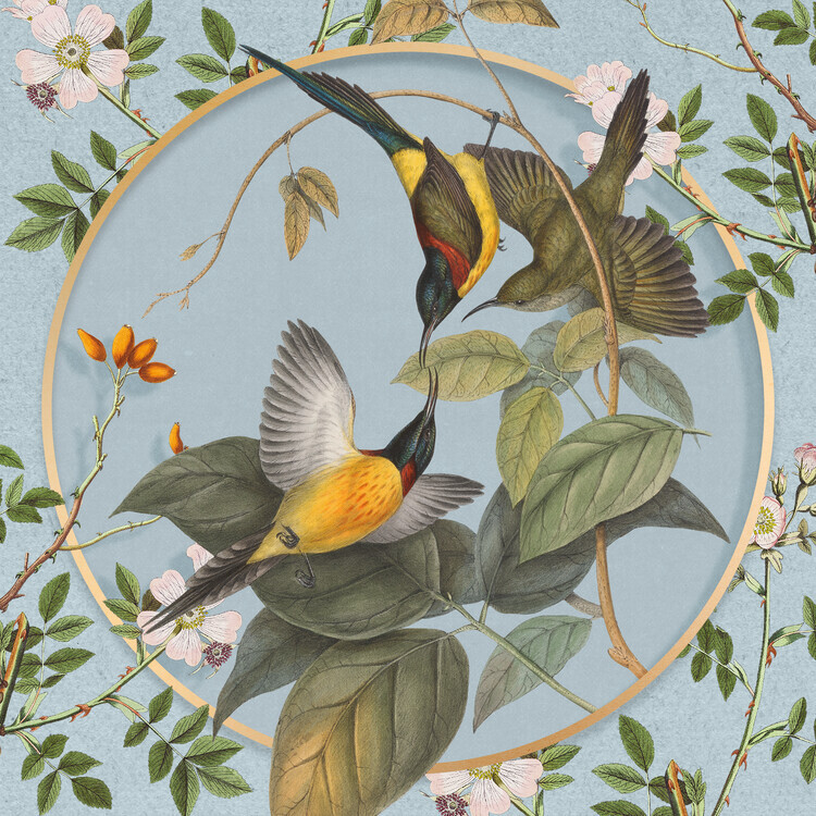 Marja van den Hurk Plakát, Obraz - Vintage Botanical Sunbirds, Marja van den Hurk, 40 × 40 cm