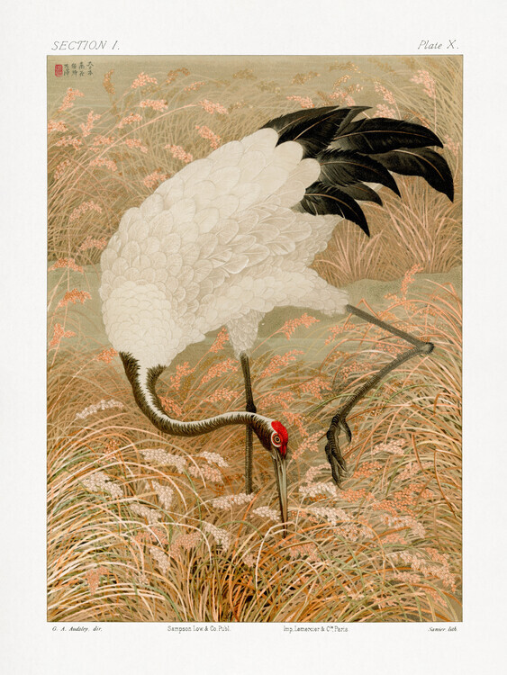 G.a. Audsley Plakát, Obraz - Sarus Crane In Rice Field, G.a. Audsley, 30 × 40 cm
