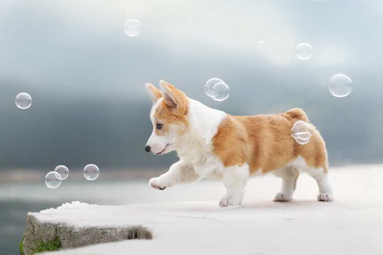 Lei Yu Plakát, Obraz - Cute Corgi Winter Bubbles, Lei Yu, 40 × 26.7 cm