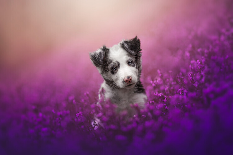 Ve Shandor Plakát, Obraz - Dreamy Puppy Purple Flowers, Ve Shandor, 40 × 26.7 cm