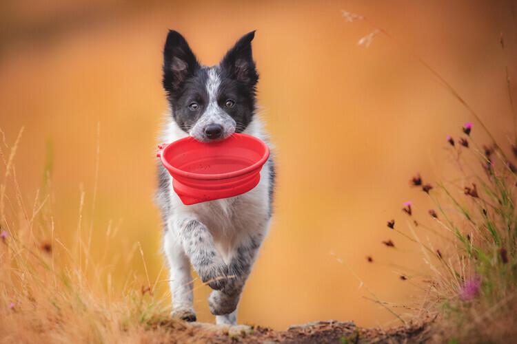 Pali Gerec Plakát, Obraz - Playful Puppy Red Bowl, Pali Gerec, 40 × 26.7 cm