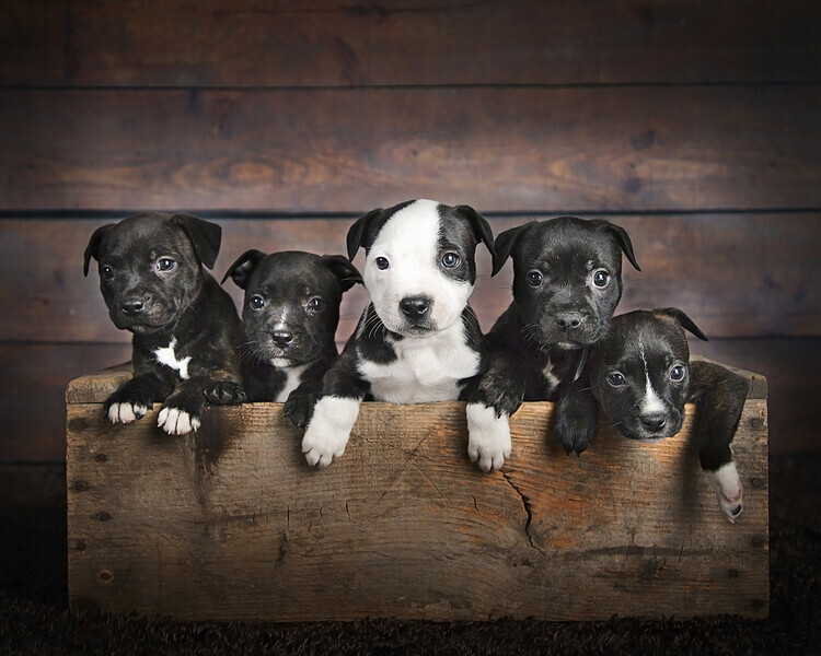 Njsabs (Jennifer) Plakát, Obraz - Box of Puppies, Njsabs (Jennifer), 40 × 30 cm