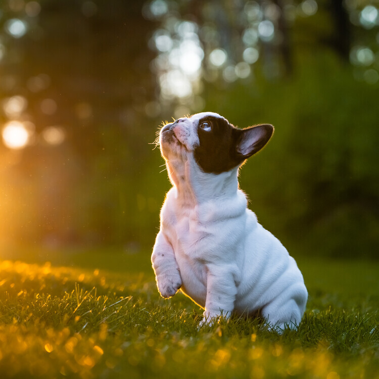 Marcus Holmqvist Plakát, Obraz - Curious Frenchie Puppy, Marcus Holmqvist, 40 × 40 cm