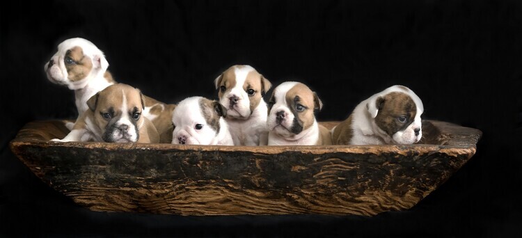 Gert van den Plakát, Obraz - Cute Puppies In Bowl, Gert van den, 50 × 22.8 cm