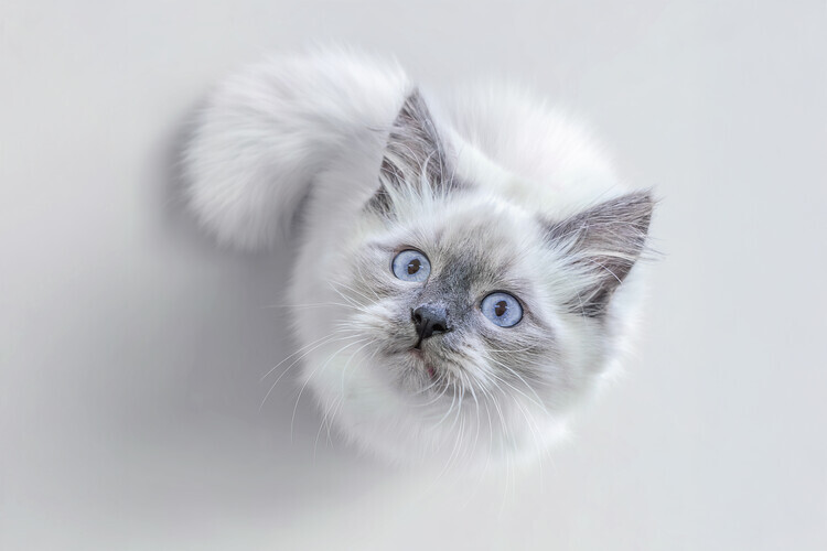 Marcel Egger Plakát, Obraz - Adorable Blue Eyed Kitten, Marcel Egger, 40 × 26.7 cm