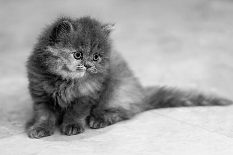 Saad Salem Plakát, Obraz - Sweet Fluffy Kitten, Saad Salem, 40 × 26.7 cm