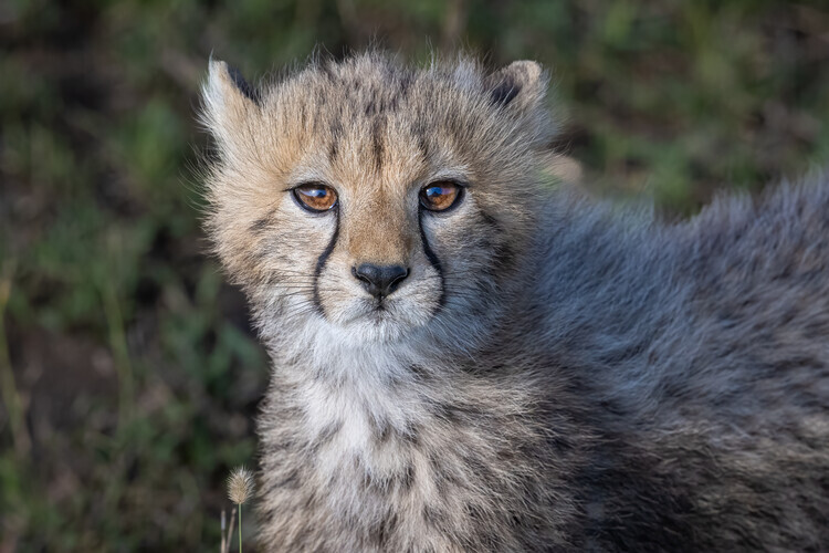 Jeffrey C. Sink Plakát, Obraz - Curious Cheetah Cub, Jeffrey C. Sink, 40 × 26.7 cm