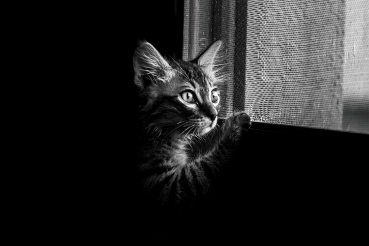 Yahia Alsharif Plakát, Obraz - Curious Kitten At Window, Yahia Alsharif, 40 × 26.7 cm