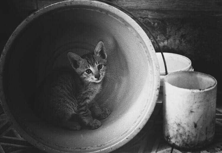 Kahar Lagaa Plakát, Obraz - Cozy Kitten In Bucket, Kahar Lagaa, 40 × 26.7 cm