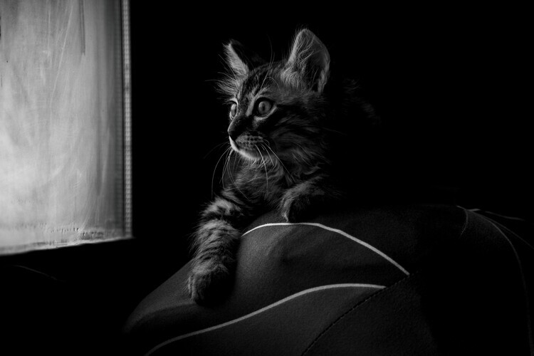 Yahia Alsharif Plakát, Obraz - Curious Kitten Gaze, Yahia Alsharif, 40 × 26.7 cm