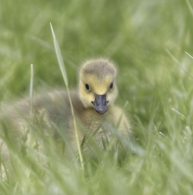 Anna Cseresnjes Plakát, Obraz - Cute Gosling In Grass, Anna Cseresnjes, 40 × 40 cm