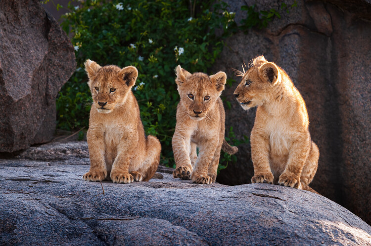 Massimo Felici Plakát, Obraz - Young Lion Trio, Massimo Felici, 40 × 26.7 cm
