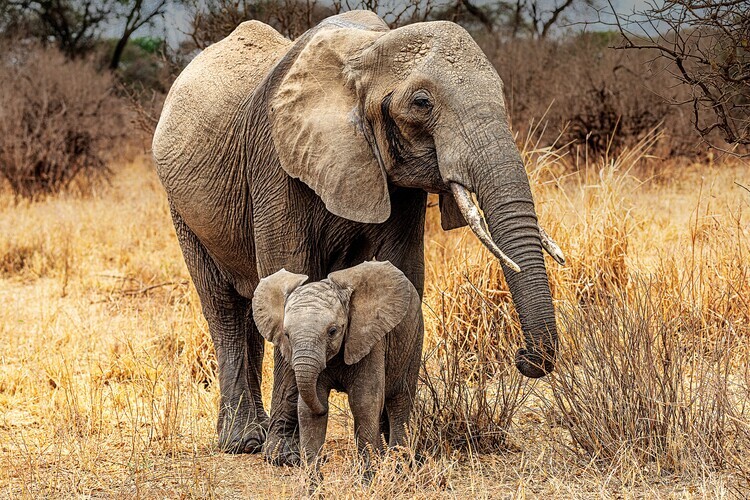 Jois Domont ( Plakát, Obraz - African Elephant Family, Jois Domont (, 40 × 26.7 cm