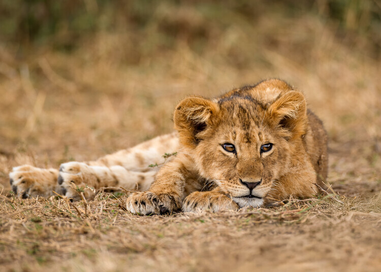 Joanna W Plakát, Obraz - Adorable Lion Cub, Joanna W, 40 × 30 cm
