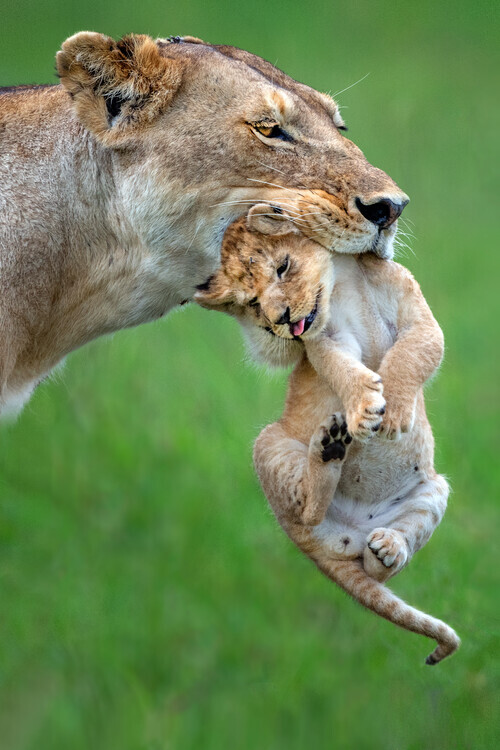 Xavier Ortega Plakát, Obraz - Lioness Carrying Cub, Xavier Ortega, 26.7 × 40 cm