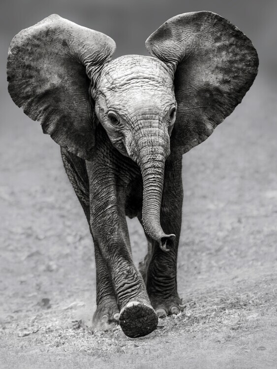 Pavol Stranak Plakát, Obraz - Walking Baby Elephant, Pavol Stranak, 30 × 40 cm