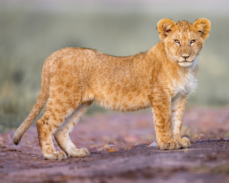 Ahmed Elsheshtawy Plakát, Obraz - Curious Lion Cub, Ahmed Elsheshtawy, 40 × 30 cm