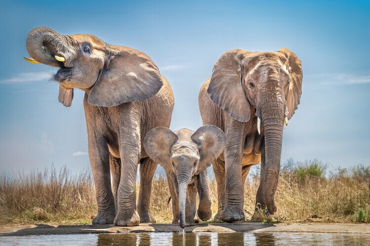 Jeffrey C. Sink Plakát, Obraz - African Elephant Family, Jeffrey C. Sink, 40 × 26.7 cm