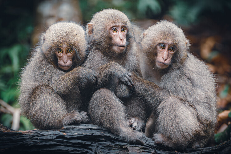 Linglan Chang Plakát, Obraz - Adorable Monkey Trio, Linglan Chang, 40 × 26.7 cm