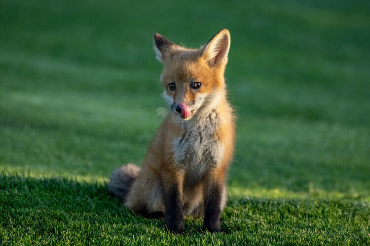 Joanna W Plakát, Obraz - Curious Fox Kit, Joanna W, 40 × 26.7 cm
