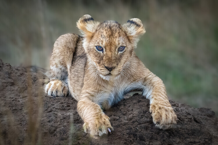Jeffrey C. Sink Plakát, Obraz - Adorable Lion Cub, Jeffrey C. Sink, 40 × 26.7 cm