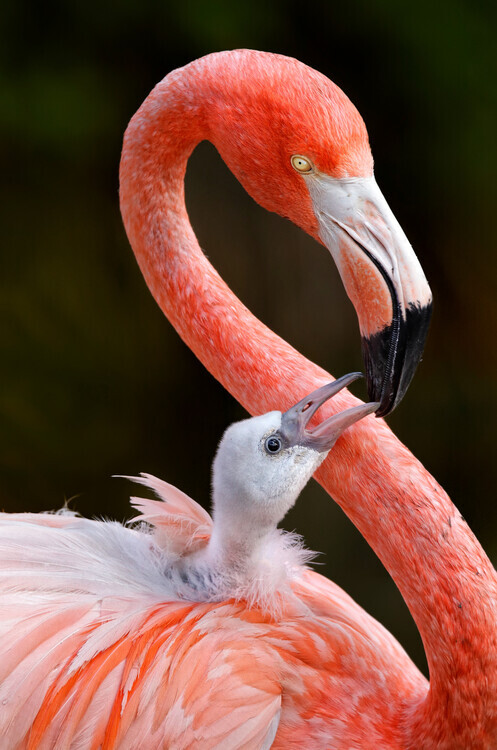 Carles Just Plakát, Obraz - Flamingo Parent And Chick, Carles Just, 26.7 × 40 cm