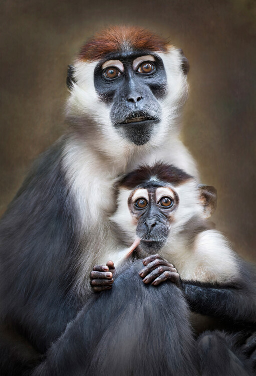 Carles Just Plakát, Obraz - Gentle Monkey Family, Carles Just, 26.7 × 40 cm