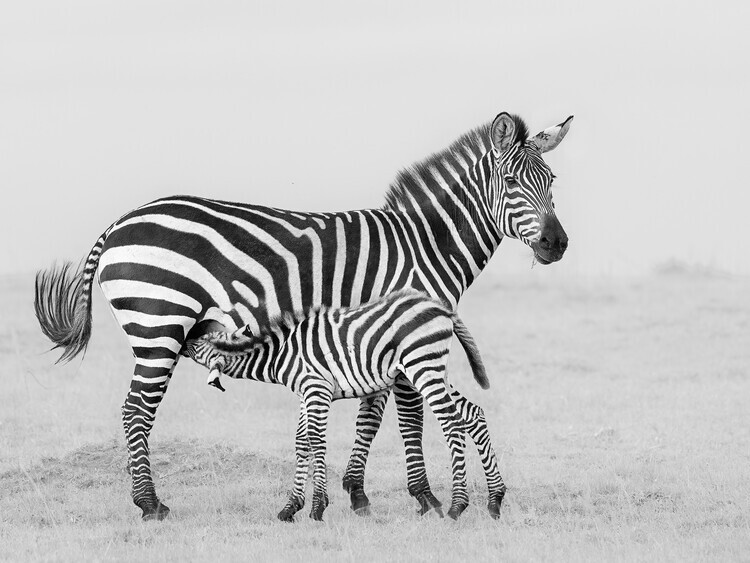 Yun Thwaits Plakát, Obraz - Wild Zebra Mother and Foal, Yun Thwaits, 40 × 30 cm