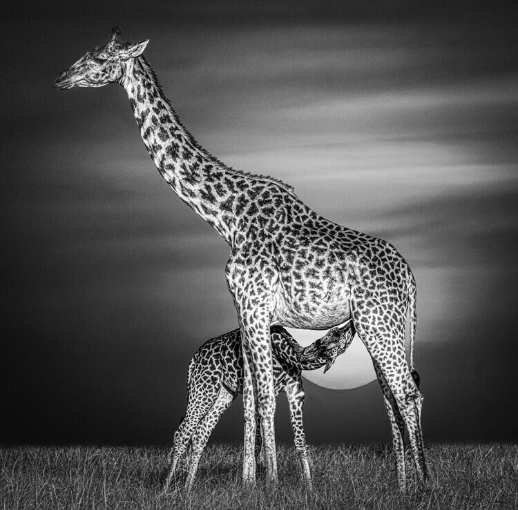 Hamza Qarooni Plakát, Obraz - Giraffe Mother Nursing, Hamza Qarooni, 40 × 40 cm
